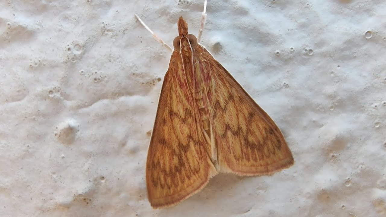 Teak Leaf Skeletonizer - Ecpyrrhorrhoe