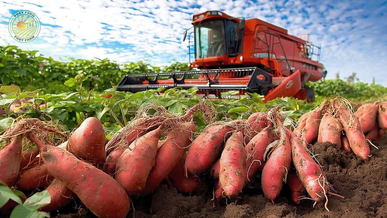 How American Farmers Harvest Millions of Sweet Potatoes This Way | Farming Documentary