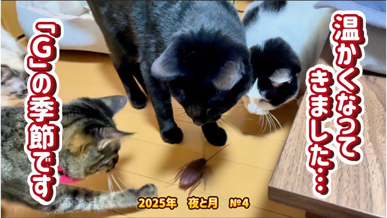 【保護猫】10匹多頭生活の日常　Gとの戦闘訓練　　夜と月2025年　№4