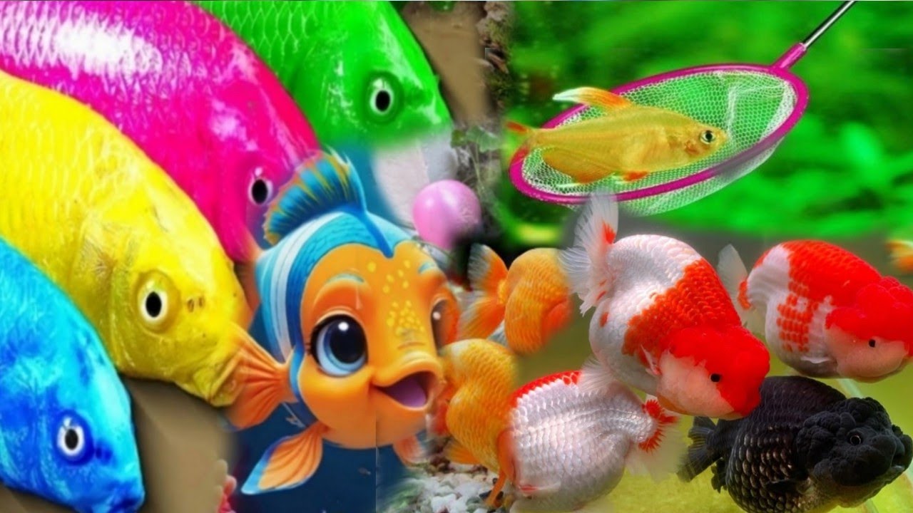 Catching Cute Fish Challenge Aquarium in the Small ponds and goldfish 