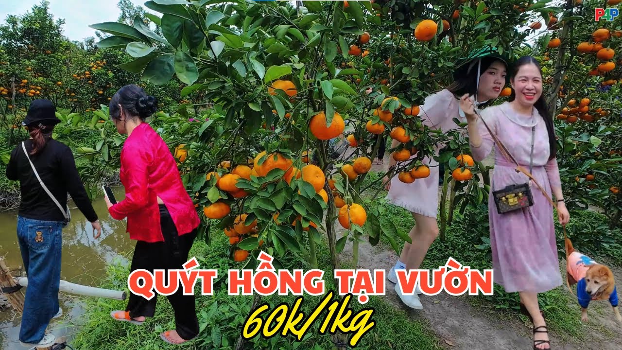 Vườn Quýt Hồng Rộng 7 Công Ở Cần Thơ | Trái Nhiều Tới Nổi Gãy Cành.  #phuot4phuongvlogs