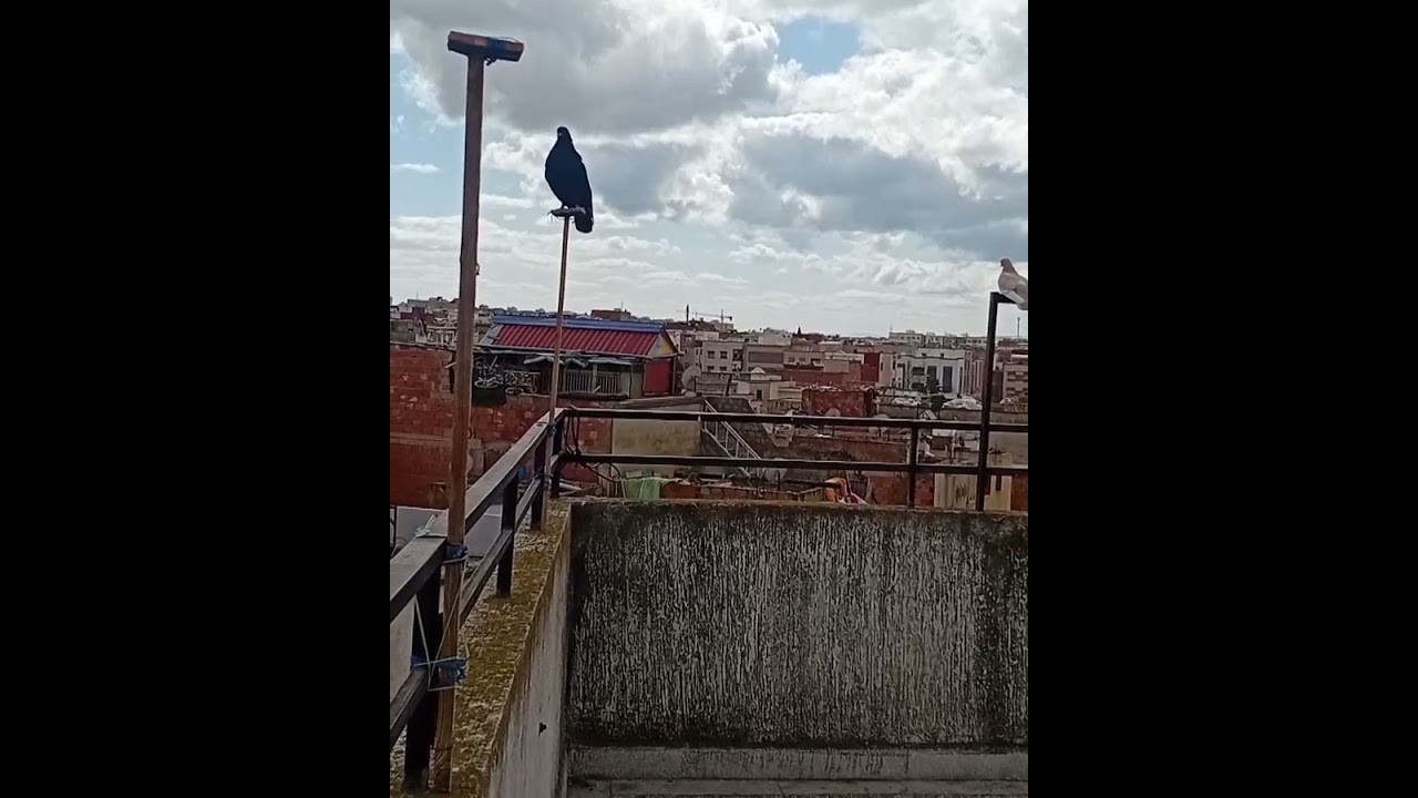 السيفيانوس الحر 🕊 تبارك الله و الصلاة على النبي محمد صلى الله عليه وسلم 