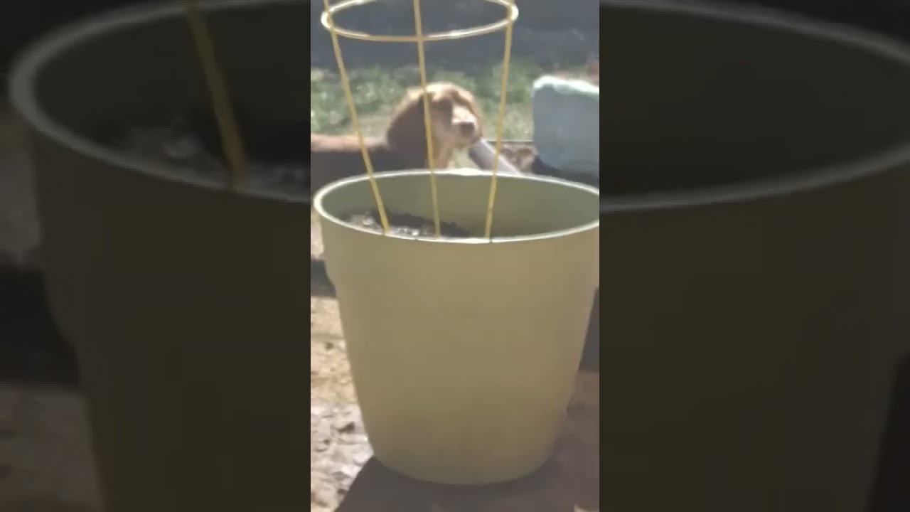 #dog
