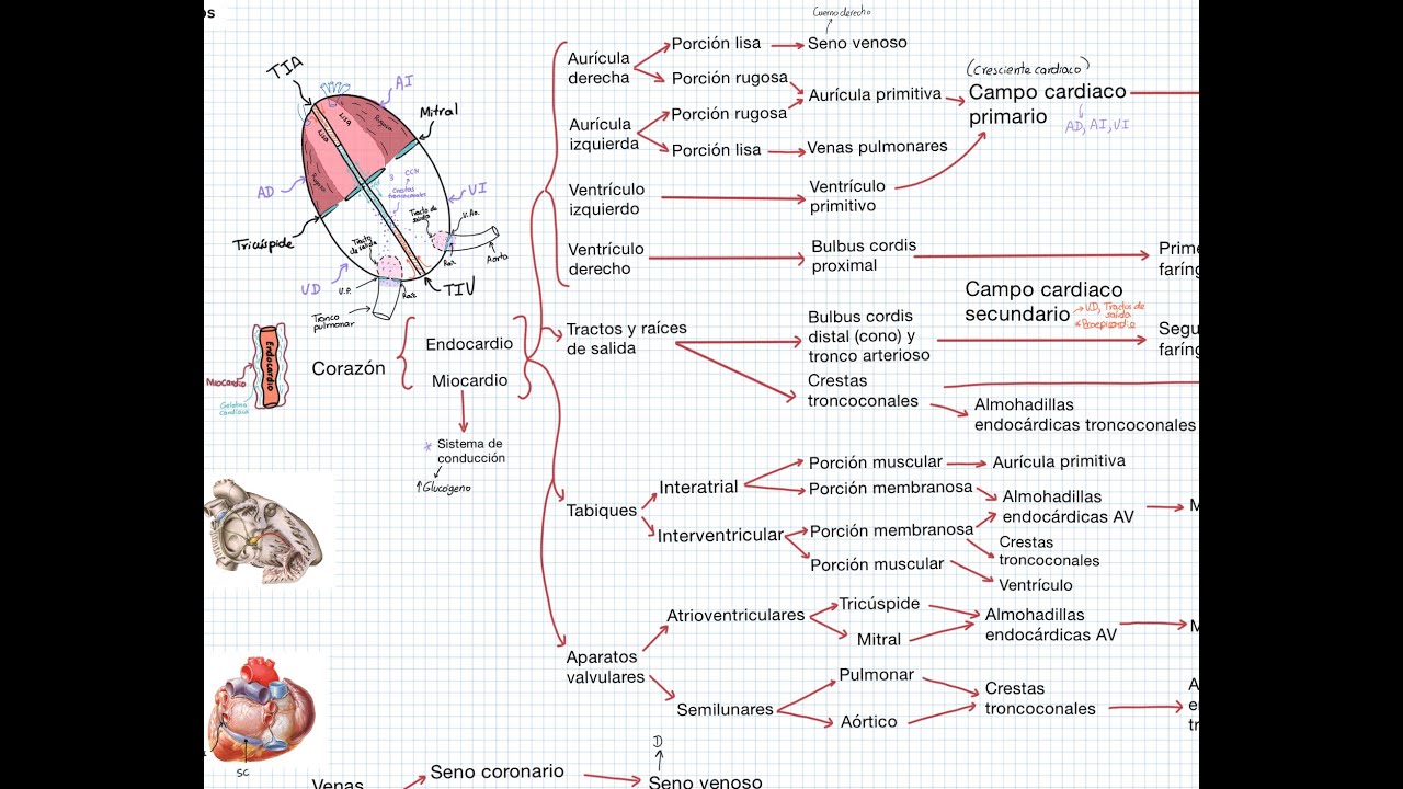 Embriología: Cardiovascular. Corazón 1 (panorama general y derivados)