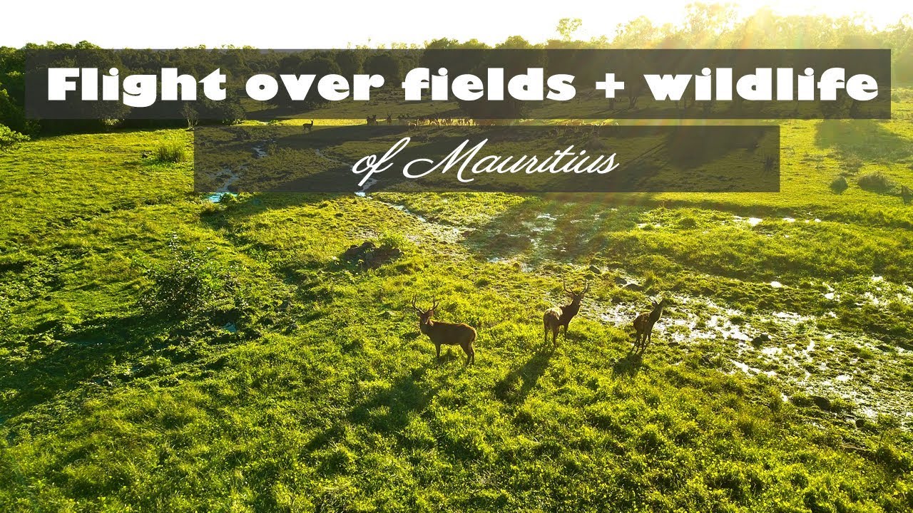 Top Drone Flight over fields and wildlife of Mauritius.