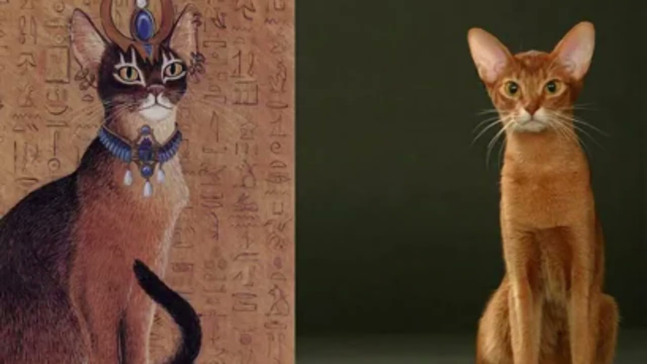 Abyssinian cats