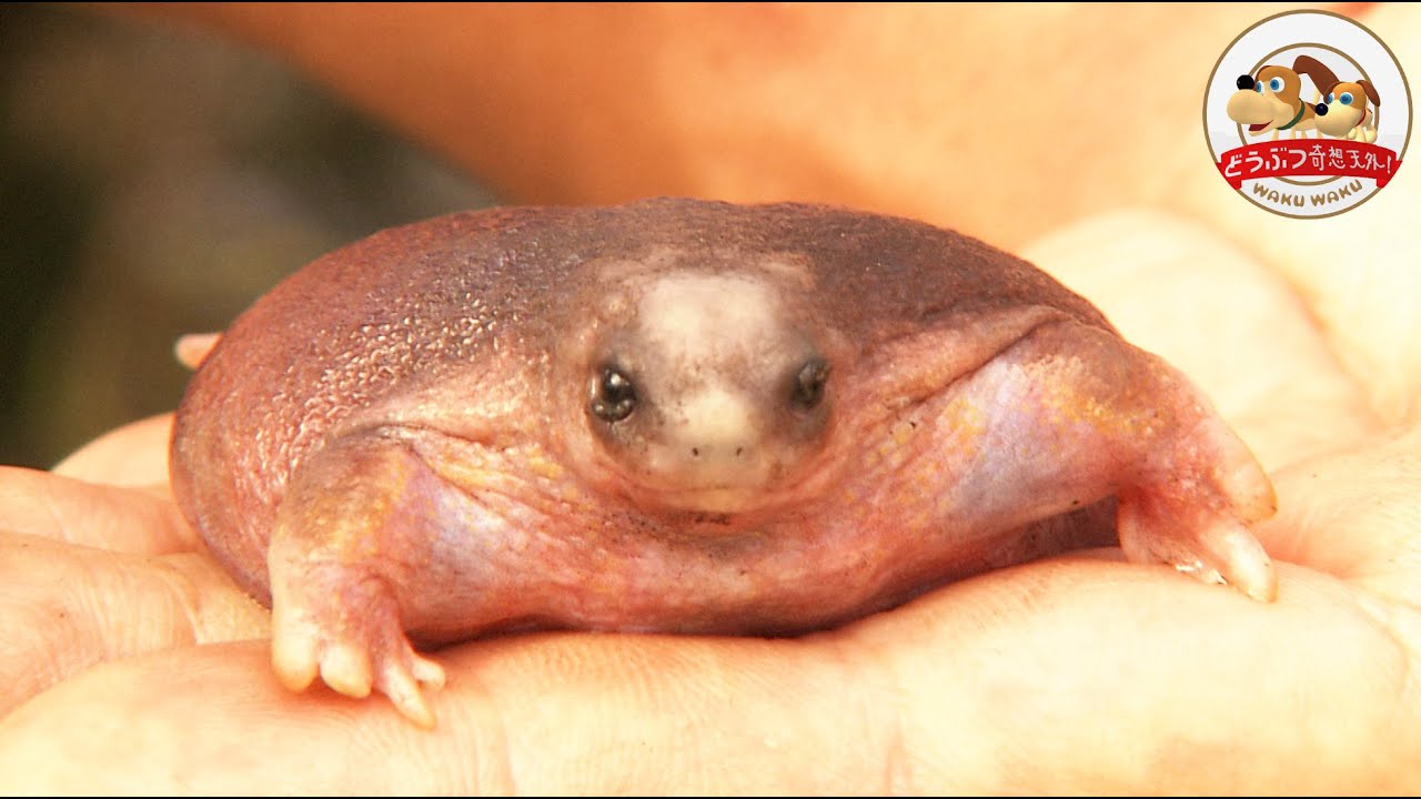 【オーストラリア】愛らしすぎる謎生物『カメガエル』に千石先生大興奮！あまりにも不器用なその生態とは【どうぶつ奇想天外／WAKUWAKU】
