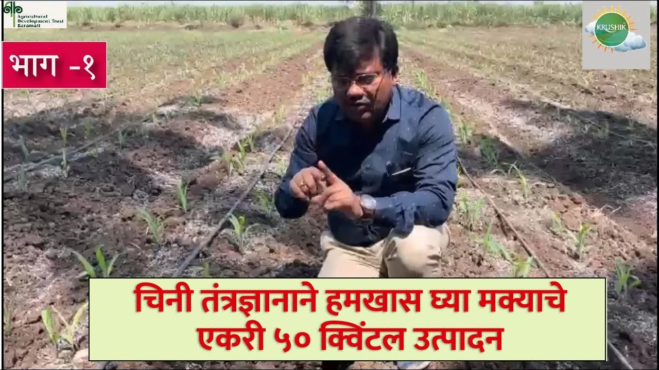 चिनी तंत्रज्ञानाने हमखास घ्या मक्याचे एकरी ५० क्विंटल उत्पादन !!! भाग १