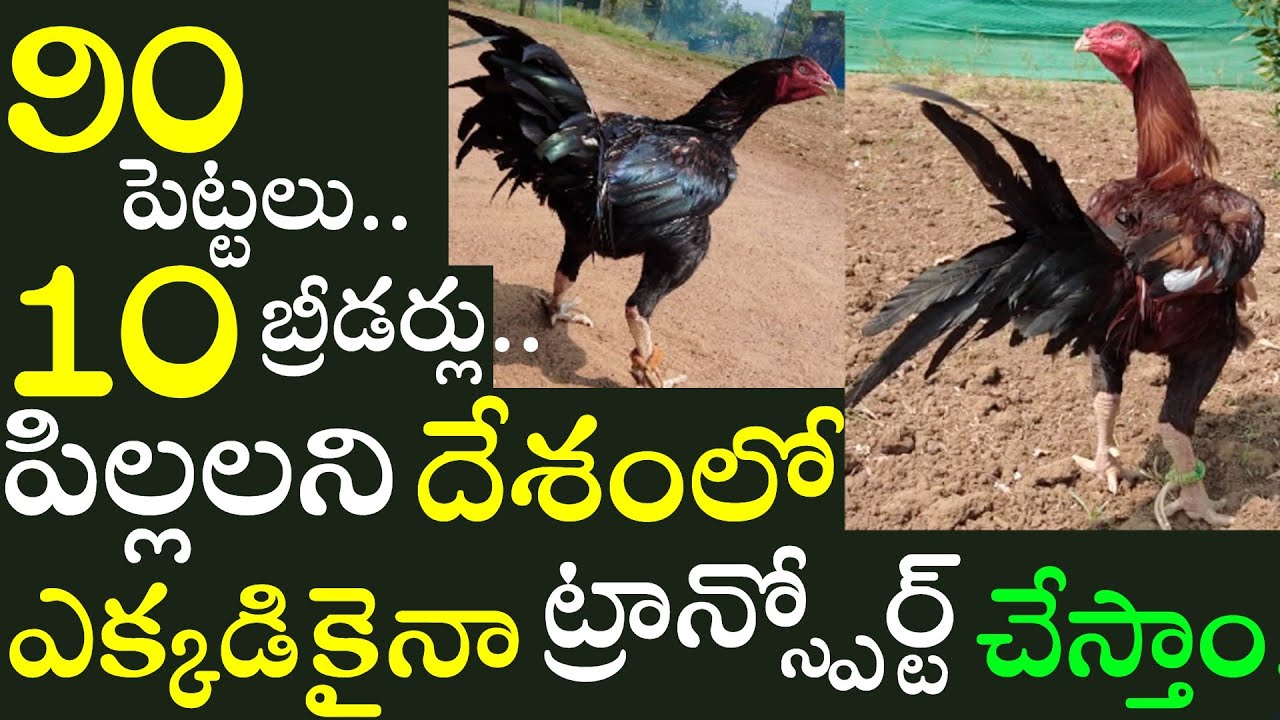 ఇతర రాష్ట్రాల వాళ్ళు కూడా మా దగ్గర భీమవరం పిల్లలని కొంటారు..Bhimavaram Jathi Kollu..8074642820