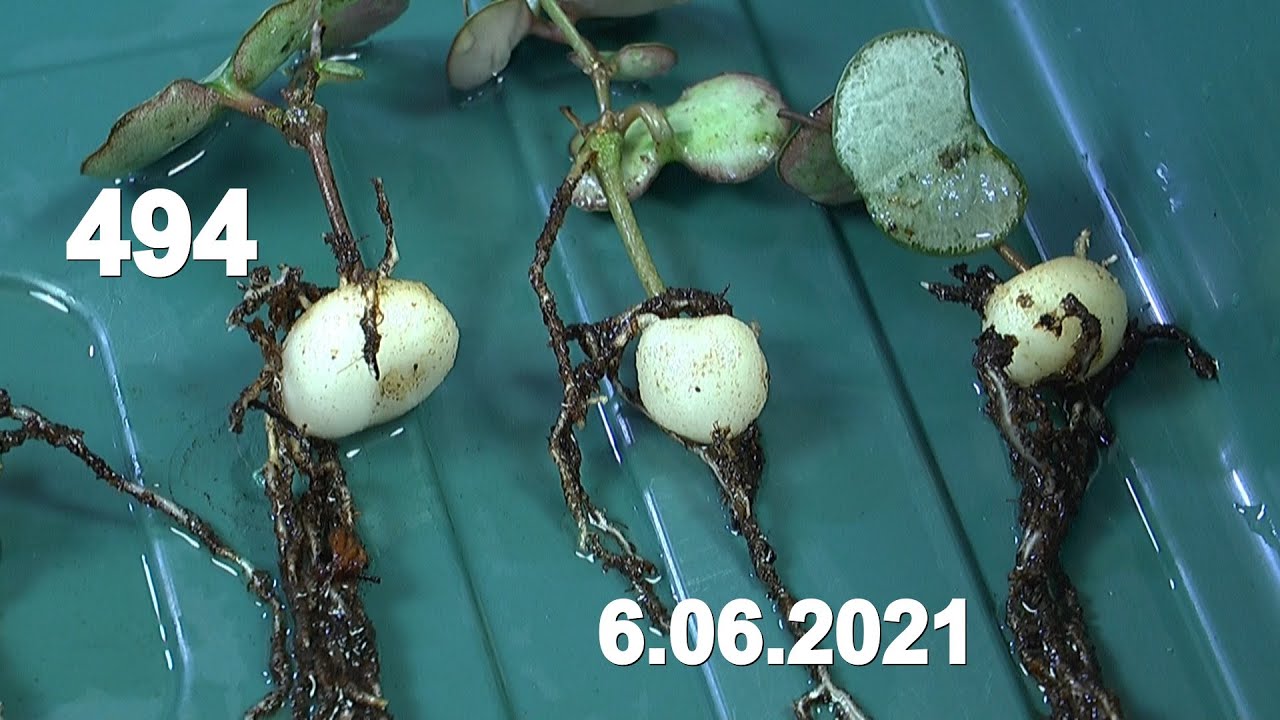 String of Hearts Leuchterblume Vermehren Einpflanzen im mineralischen Substrat und neue Pflanzen