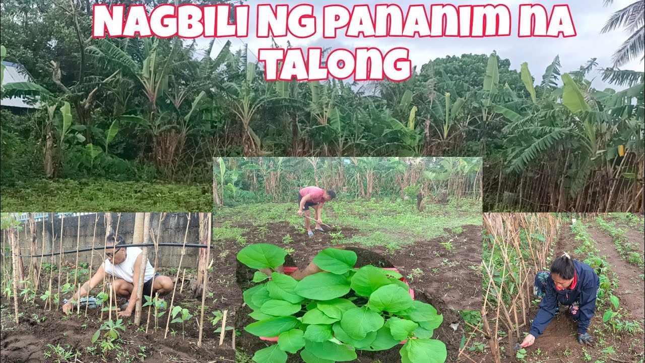 Nagbili Ng pananim na Talong/Malinis at Maaliwalas na Ang Taniman