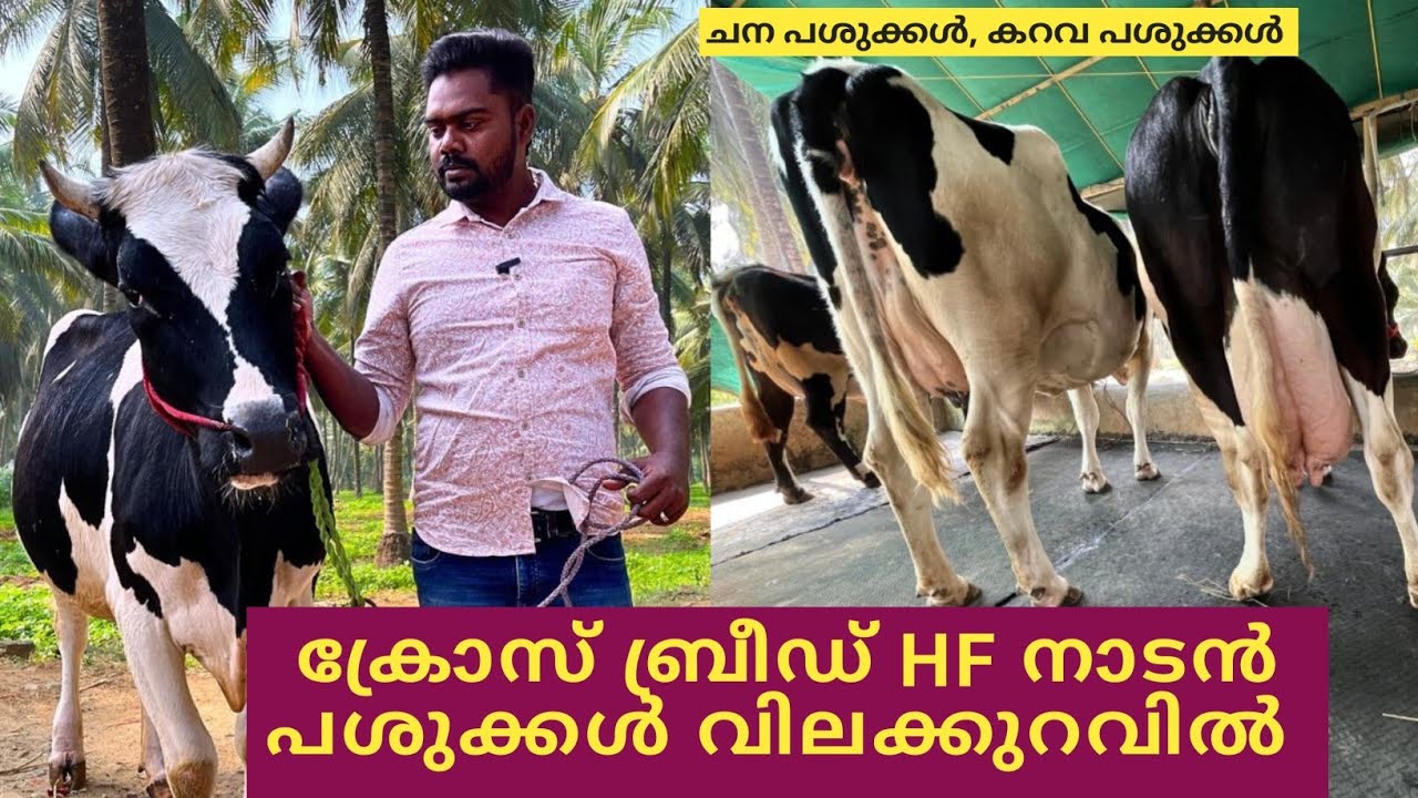  ഈ  പശുക്കളെ വാങ്ങിയാൽ നഷ്ടം വരില്ല ll കിടിലൻ പശുക്കൾ ഇപ്പോൾ വാങ്ങാം 