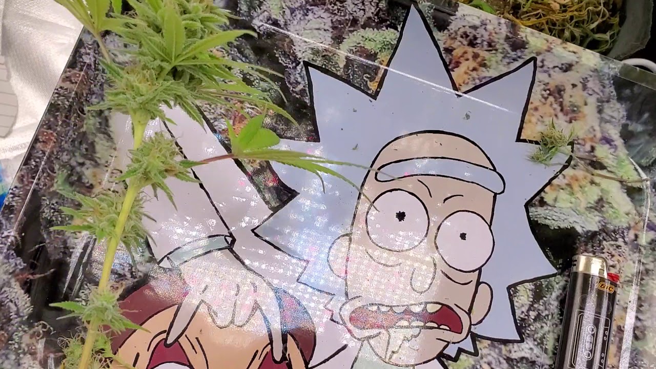 Harvesting One Branch of Marijuana 🌿 ( EXPERIMENT ) TV 420 📺