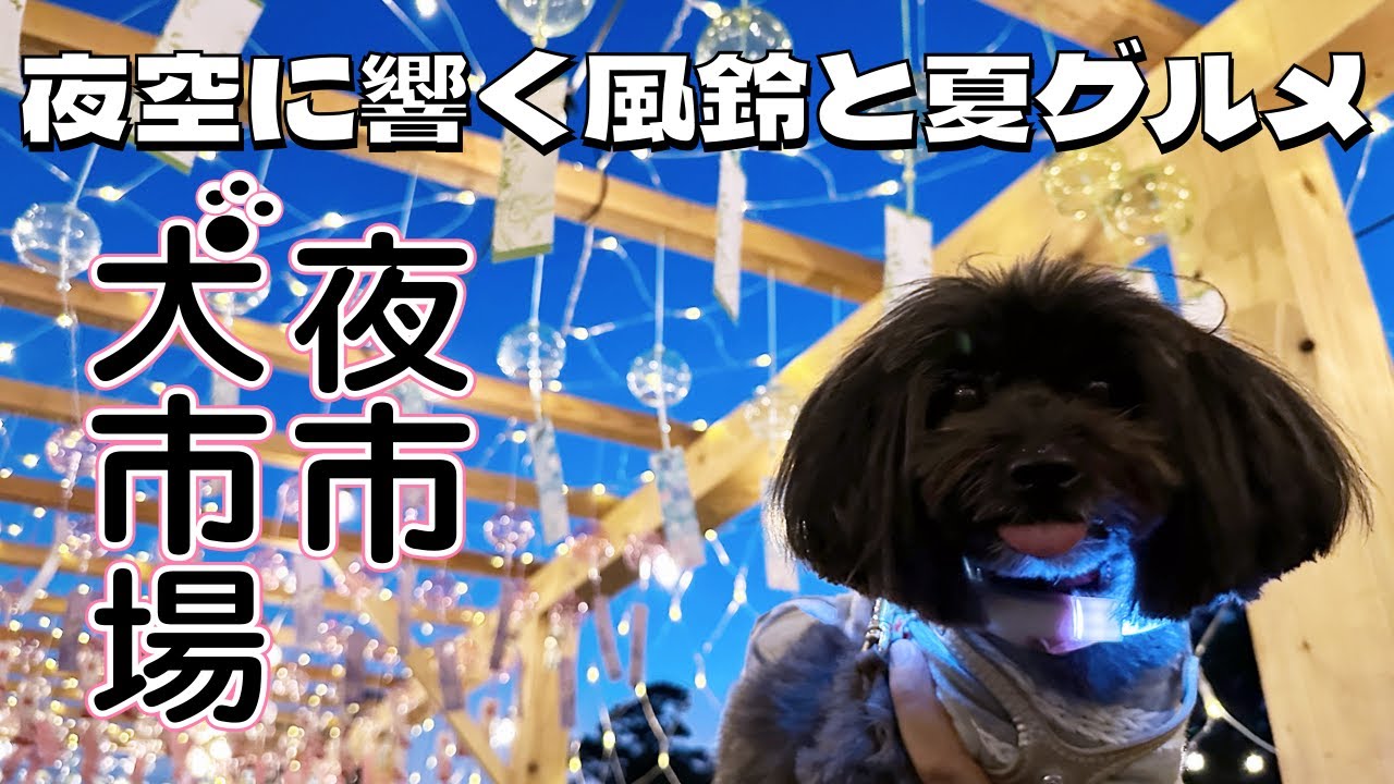 【犬市場夜市2025】🎐夜景の風鈴に癒されながらわんこと夏グルメ満喫！