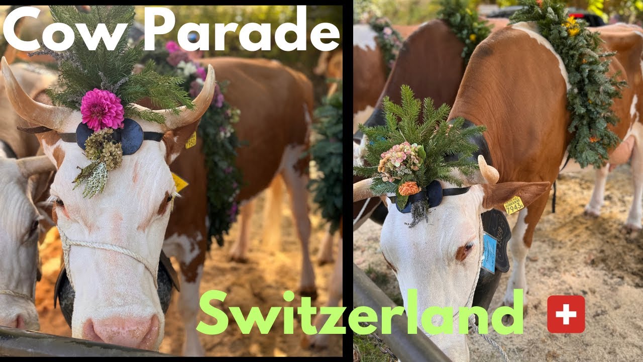  Cow Parade in Switzerland 🇨🇭 | Swiss Culture & Tradition | Viehschau Langenbruck