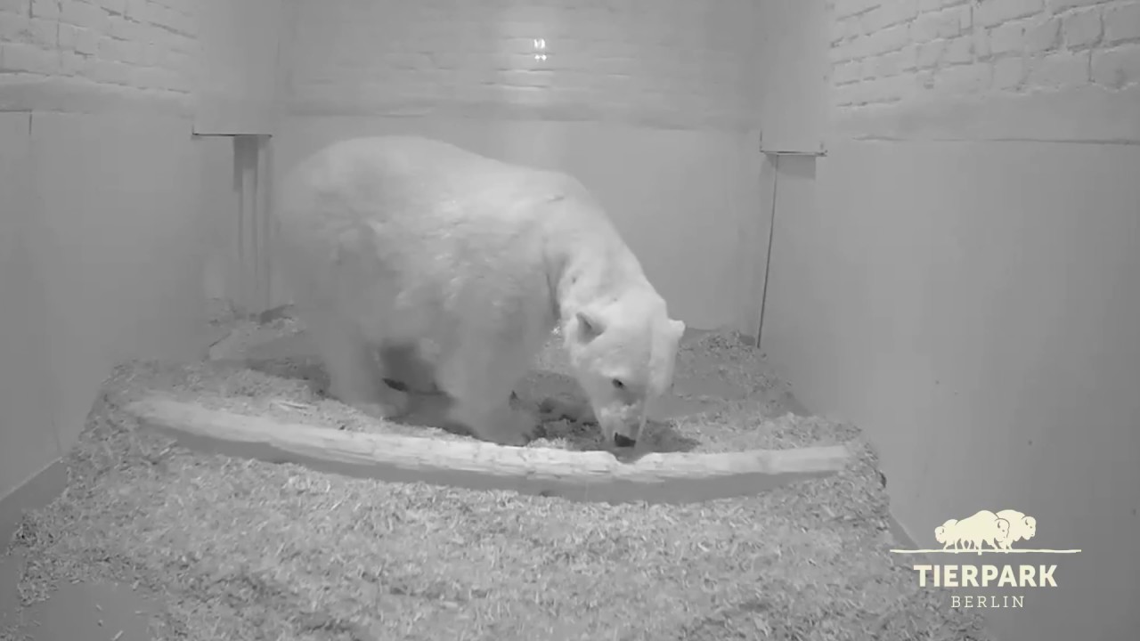 Eisbär-Nachwuchs im Tierpark Berlin - Polar bear cub born in Tierpark Berlin