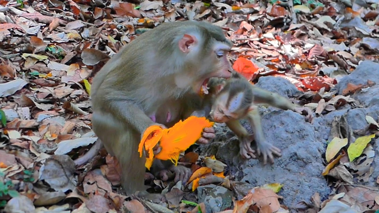 Baby monkey Lucan is hungry & tries mango with Mom, but Lauy doesn't want to share with baby Lucan.