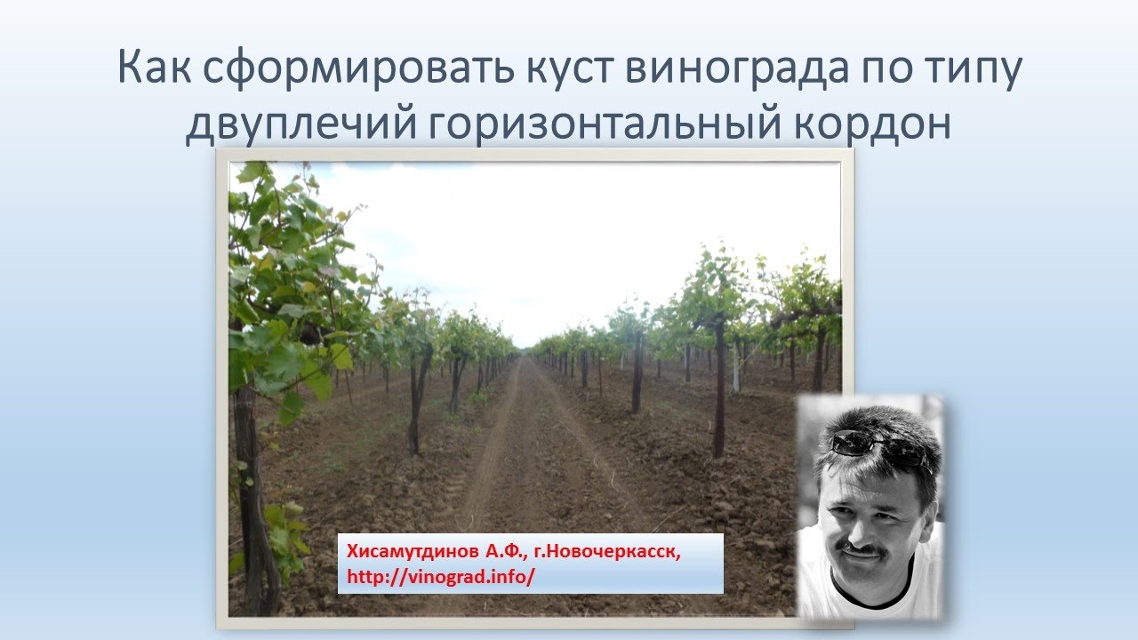 Формирование молодого куста, двуплечий кордон. Хисамутдинов АФ.