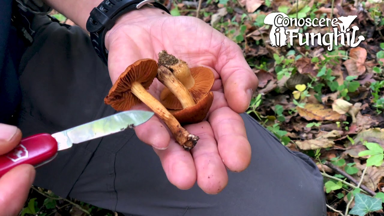 Conoscere i Funghi: Cortinarius orellanus [ VELENOSO MORTALE ]