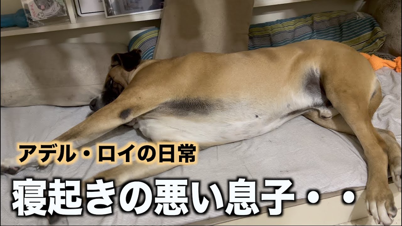 僕は起きたくないです・・