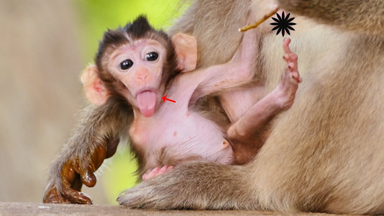 So Surprising...Baby Monkey Tesla Hungrily Opening Her Mouth So Long Tongue After Tired of Training