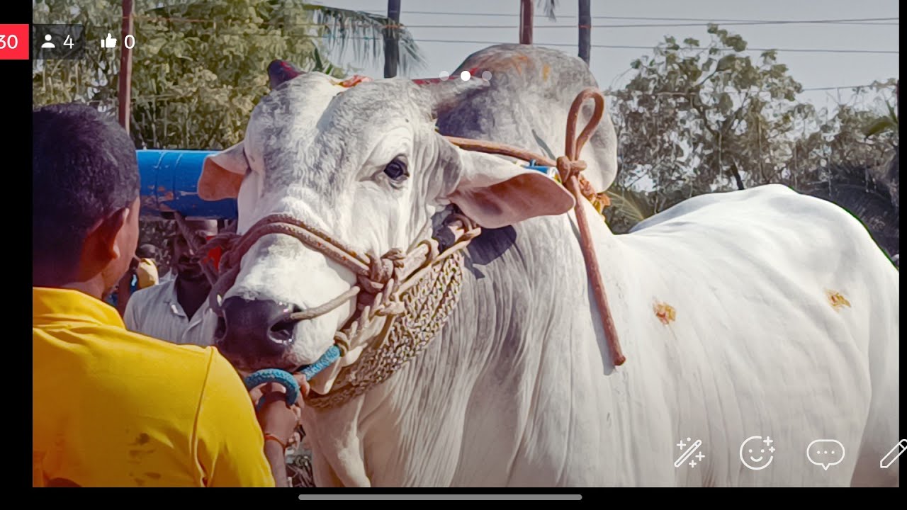 పామిడి న్యూకేటెగిరీ విభాగంలో 11వజత బిజిమ్మగారి వెంకటకృష్ణయ్యగారు, పిన్నపురంసర్పంచ్