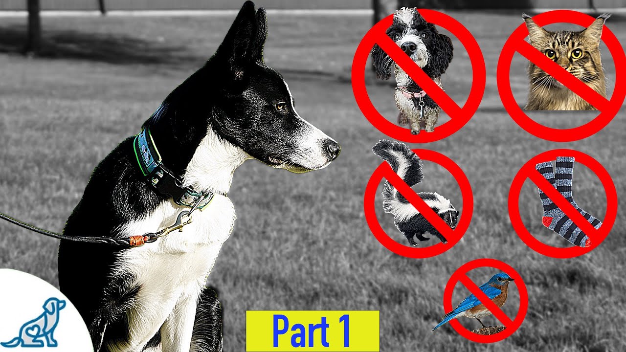 Teach Your Dog To LEAVE Those Distractions By Setting It Up