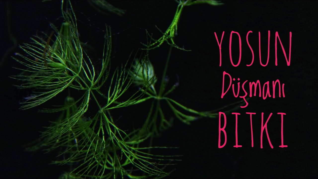 Yosun Düşmanı Bitki - Tilki Kuyruğu - Ceratophyllum Demersum