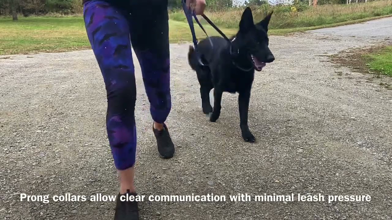 Prong collar intro - Young pulling German Shepherd - Balanced Dog Training