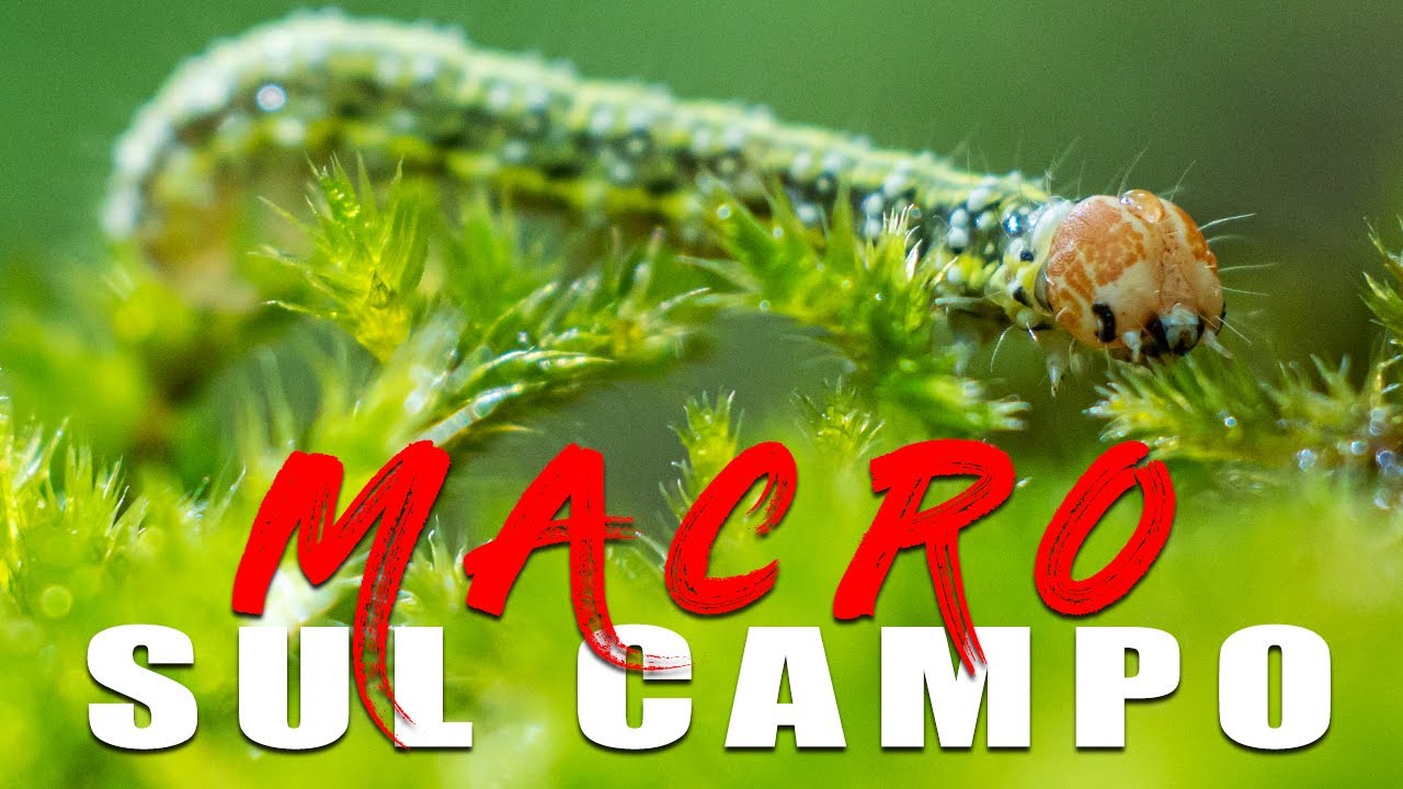 VI PORTO  A FARE FOTOGRAFIA MACRO NEL BOSCO