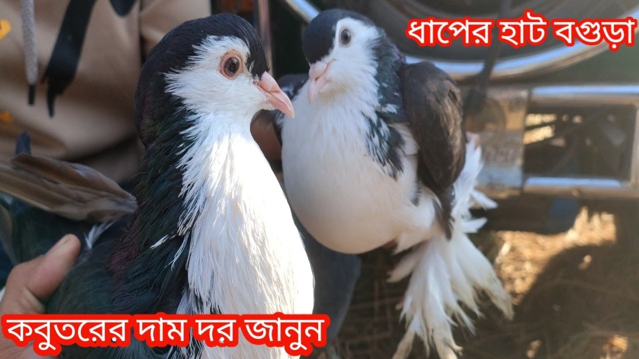 বগুড়া ঐতিহ্যবাহী ধাপের হাটে কবুতরের দাম দর জানুন||কবুতরের দাম দর-২০২৫||Pegion price bd-2025||