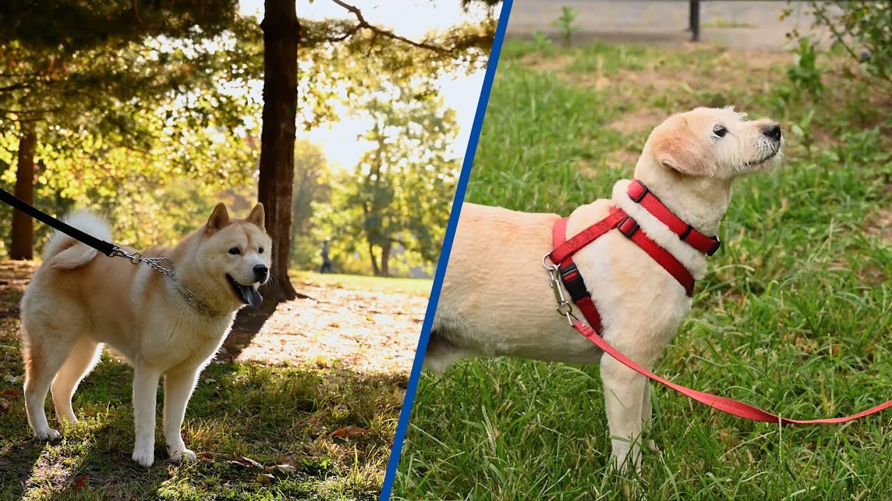 Dog Harness Vs. Collar: Which One Should You Choose?
