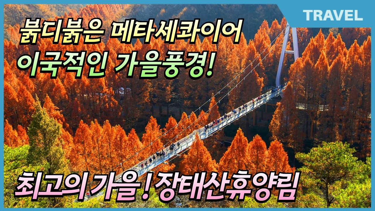 붉디붉은 메타세쿼이아가 만들어낸 최고의 메타세콰이어 숲 절정  #장태산자연휴양림, #장태산, #장태산 메타세콰이어 이국적인 단풍을 만날 수 있는 '메타세콰이어숲'