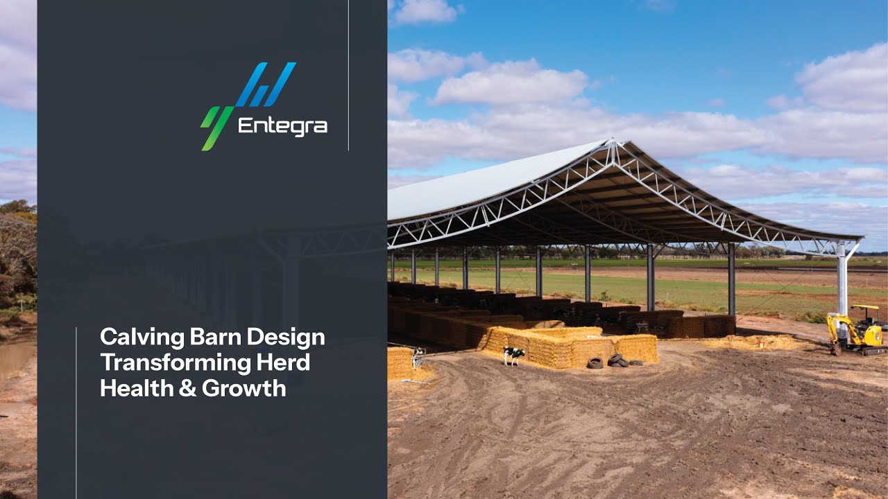 Calving Barn Design Transforming Herd Health & Growth | Glowrey Dairies
