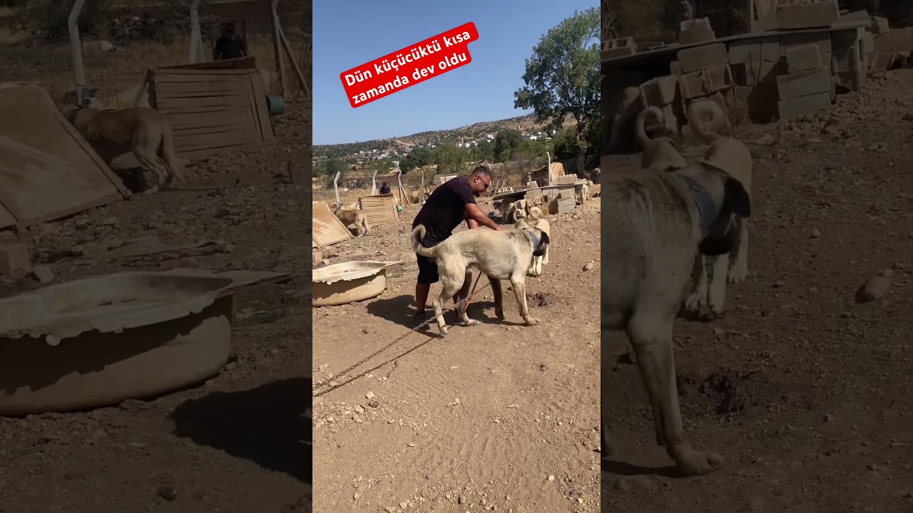 Kısa zamanda kocaman oldu #dog #kangal #k&ouml;pek