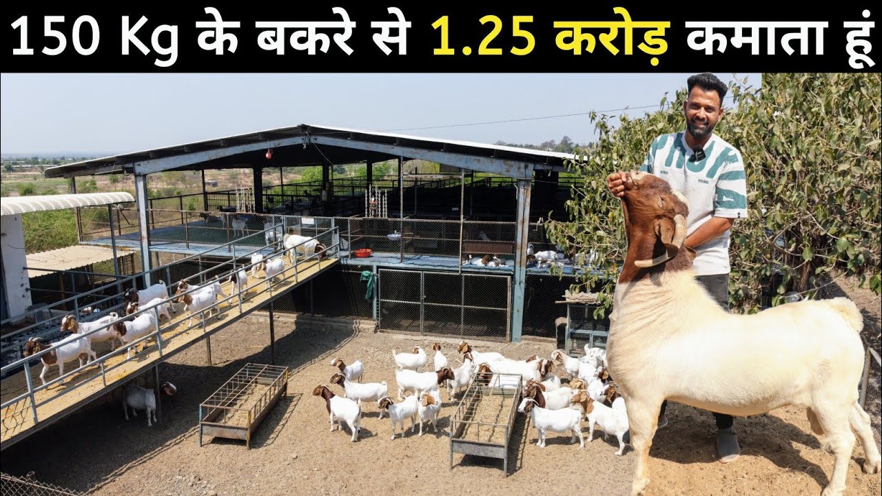 500+ बकरी से 1.23 करोड़ का Goat Farming Business | Goat Farming | Successful Goat Farmer