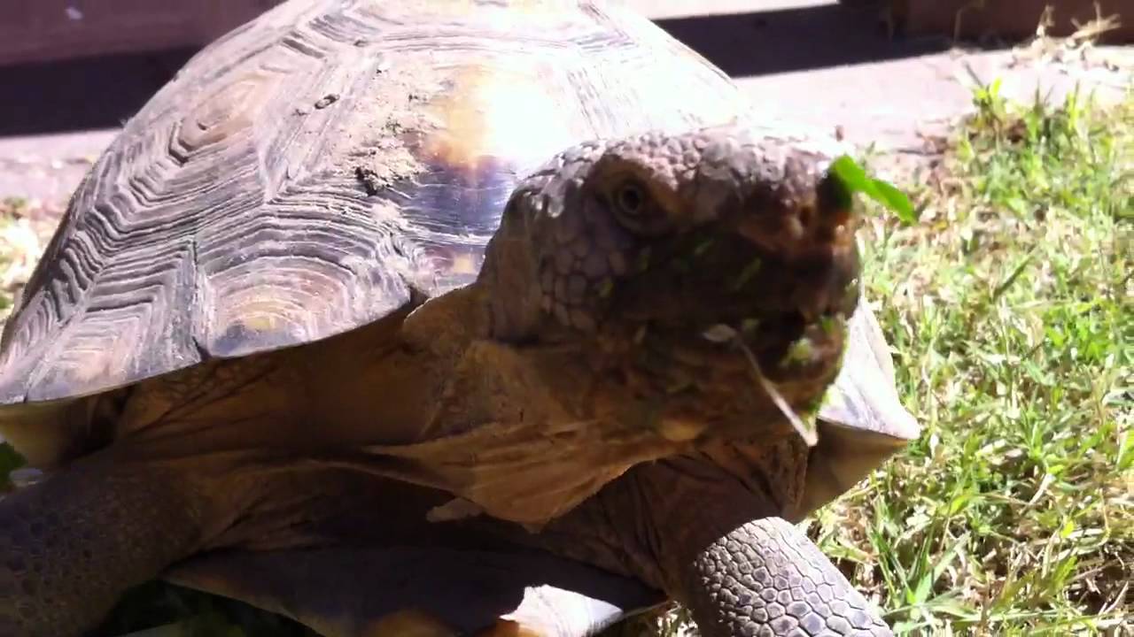 Herb the Herbivore