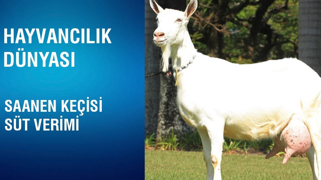 Hayvancılık Durakları | Saanen Keçisi Süt Verimi