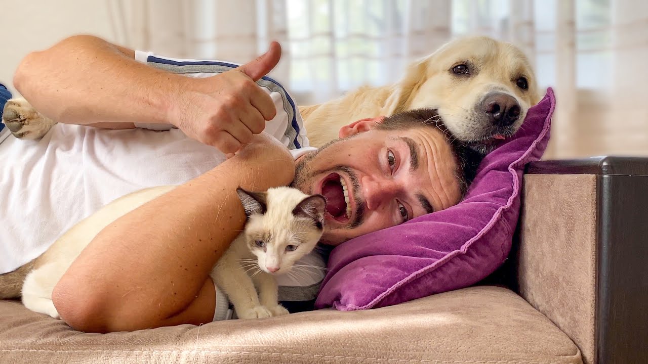 What does a Golden Retriever do when I sleep with Kitten