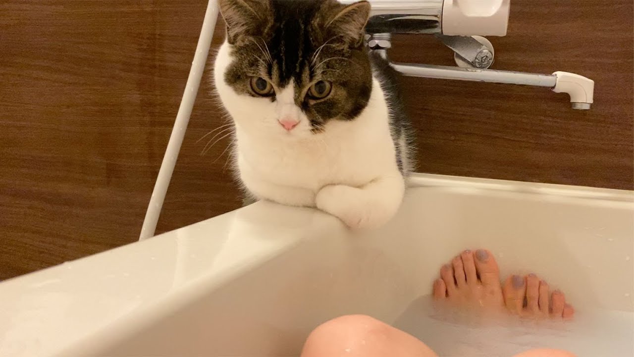 ママと離れたくなくてお風呂について来ちゃう子猫が可愛すぎる
