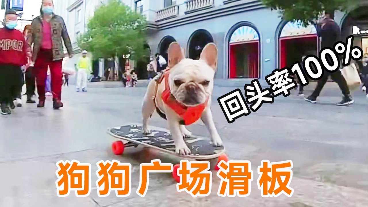 Скейтборд Dogs Plaza привлек много зрителей, и собака почти лыса! # Fighting # скейтборд собака # с