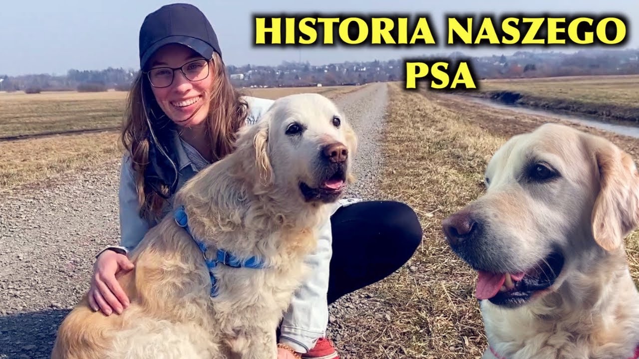 Golden Retriver : 10 lat razem... 🦮| POLECAJKI