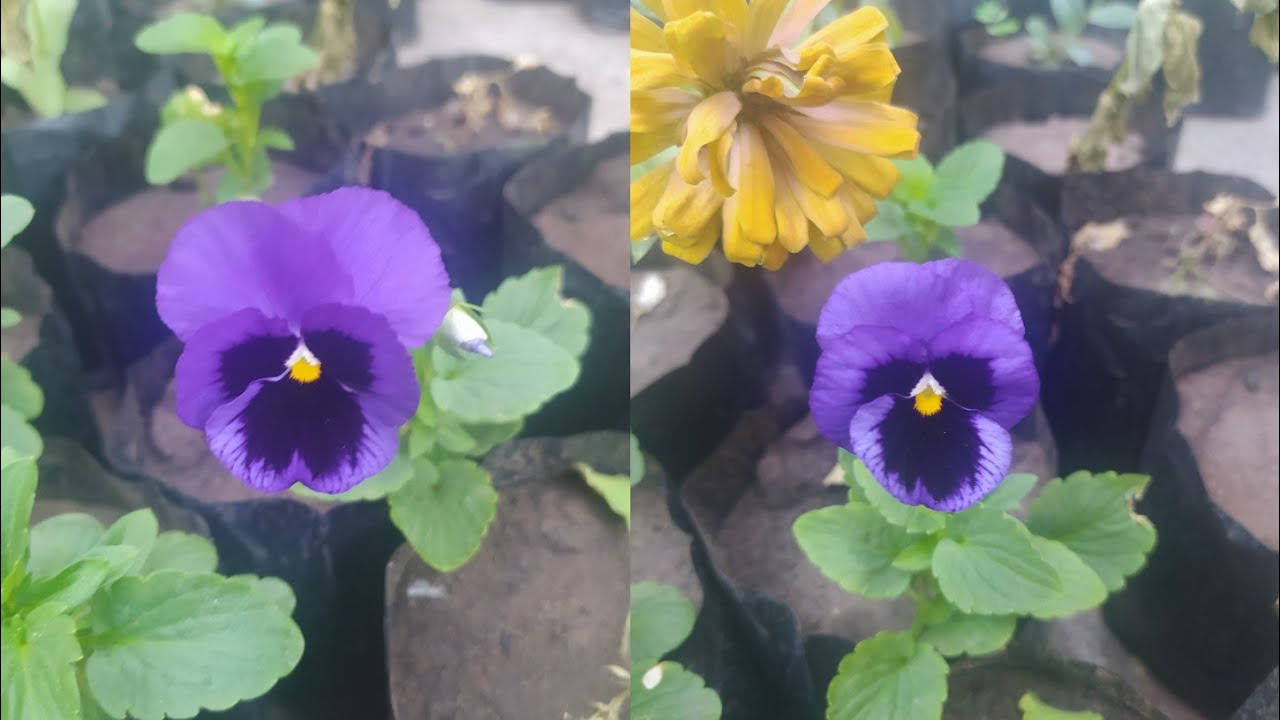 Cultivo del pensamiento en maceta