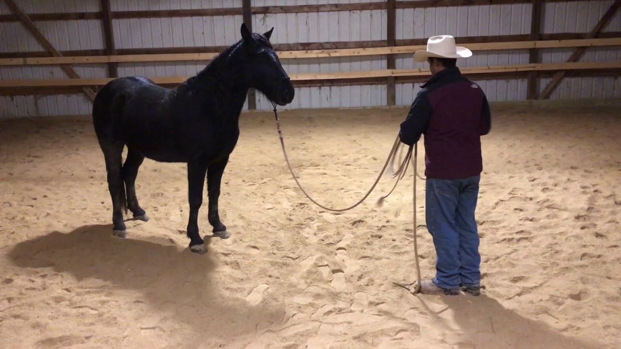 My Top 3 tools to build your horses confidence