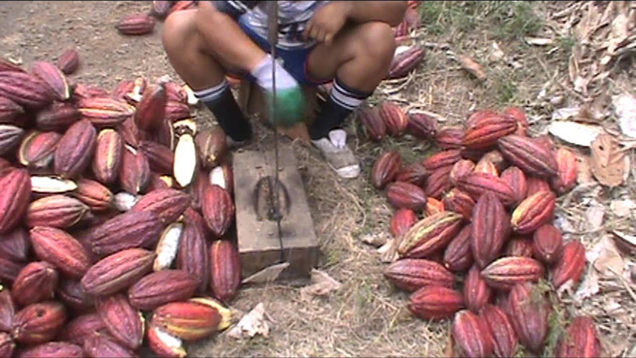 presentación cascaras