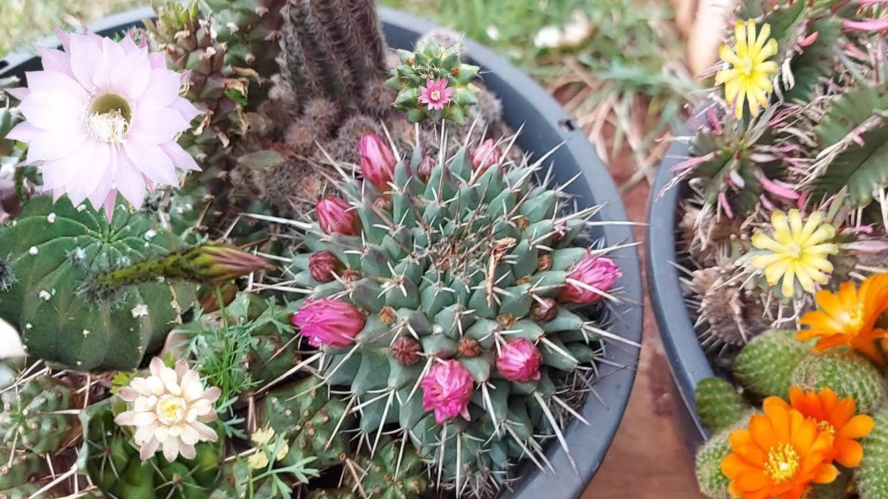 O SEGREDO que as FLORICULTURAS ESCONDEM de você para deixar os CACTOS sempre FLORIDOS