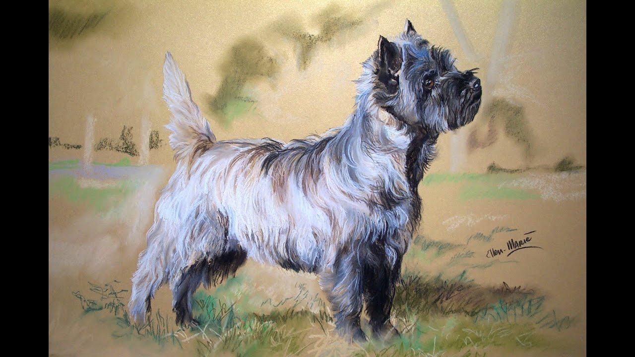 Cairn Terrier Grooming tutorial by Mieke Jansen
