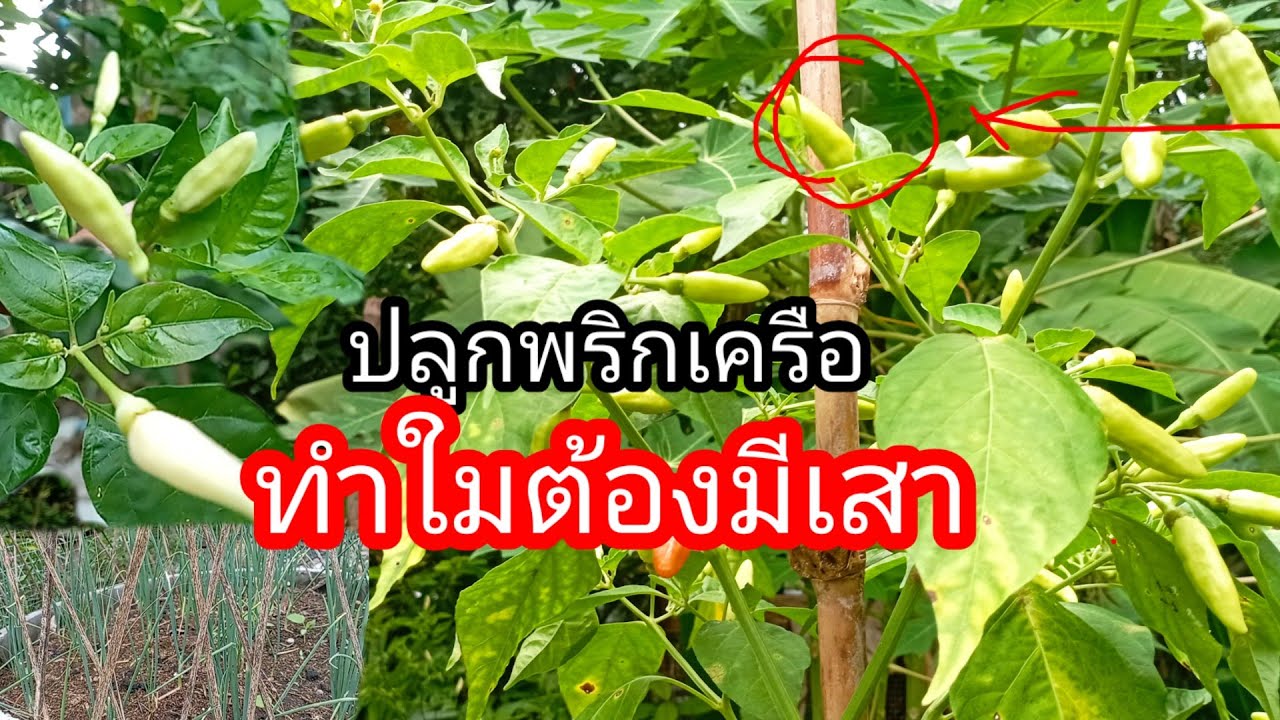 ปลูกพริกเครือทำใมต้องใช้หลัก สวนครัวหน้าฝน