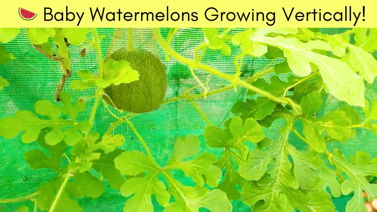 Incredible! Baby Watermelons Growing Vertically! 🍉