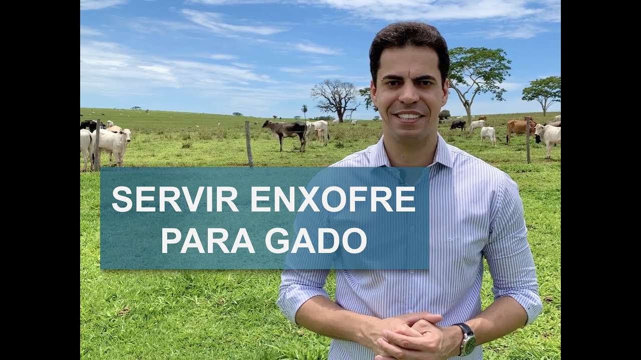 COMO SERVIR ENXOFRE PARA O GADO?